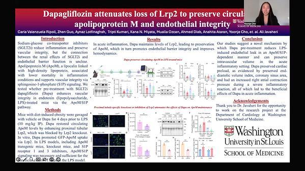 Dapagliflozin attenuates loss of Lrp2 to preserve circulating apolipoprotein M and endothelial integrity