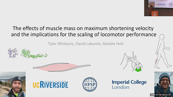 The effects of muscle mass on maximum shortening velocity and the implications for scaling of locomotor performance
