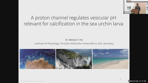 A proton channel regulates vesicular pH relevant for calcification in the sea urchin larva