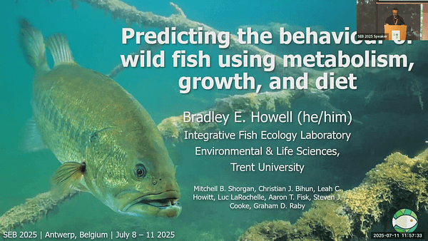 Predicting the behaviour of wild fish using metabolism, growth, and diet