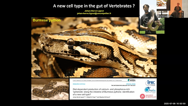 A new cell type in the gut of Vertebrates ?