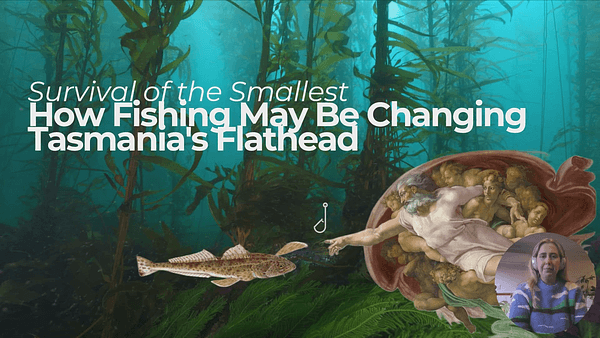 Assessing the digestive performance and growth of sand flathead (Platycephalus bassensis) between regions facing differential fishing pressures
