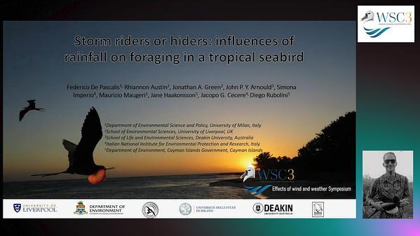 Storm riders or hiders: rainfall alters foraging activity in a tropical seabird
