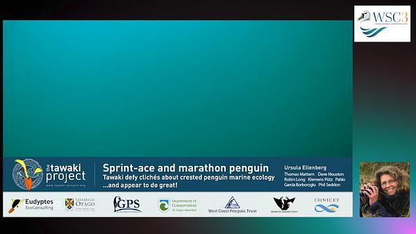 Sprint-ace and marathon penguin: How Fiordland penguins/ tawaki defy clichés about crested penguin marine ecology - and appear to do great
