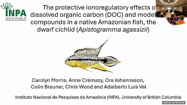 The protective ionoregulatory effects of dissolved organic carbon (DOC) and model compounds in a native Amazonian fish, the dwarf cichlid (Apistogramma agassizii).