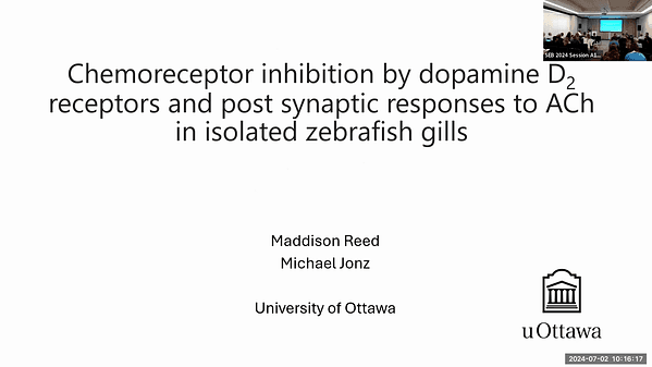 Chemoreceptor inhibition by dopamine D2 receptors and post synaptic responses to ACh in isolated zebrafish gills.