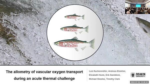 The allometry of vascular oxygen supply during an acute thermal challenge in rainbow trout