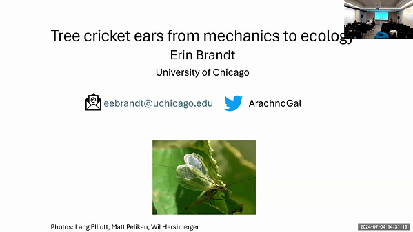 Tree cricket tympanal mechanics in noisy environments