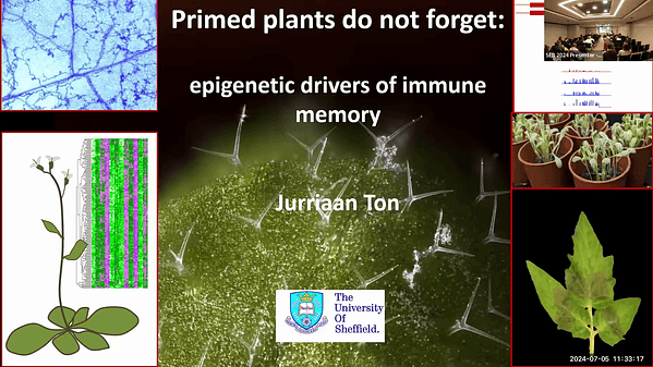 Primed plants do not forget: epigenetic drivers of immune memory