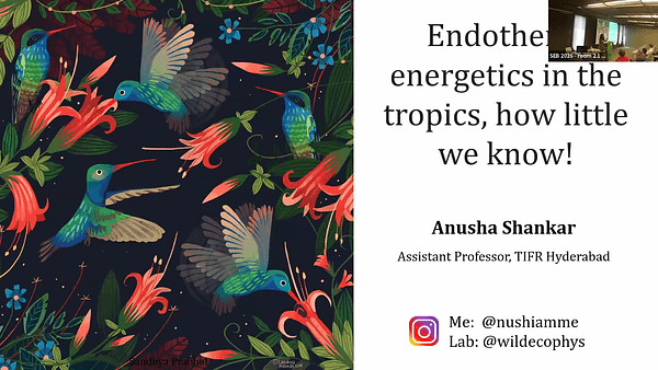 Endotherm energetics in the tropics, how little we know!
