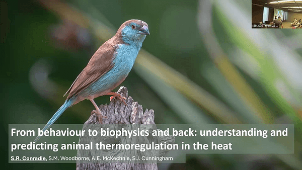 From behaviour to biophysics and back: understanding and predicting animal thermoregulation in the heat